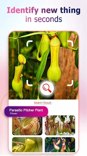 Image identification feature displaying pitcher plant recognition with search results and related plant images for visual object identification and discovery