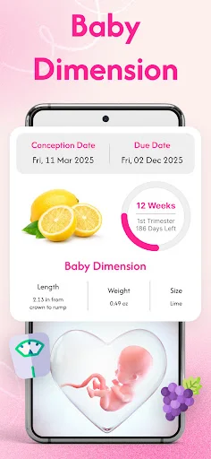 Baby Dimension feature displaying 12 weeks fetal development with lemon size comparison and baby length, weight, and size metrics